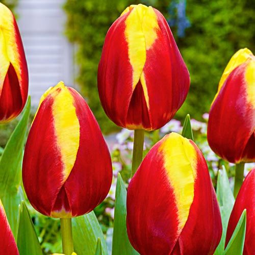 Spring bulbs